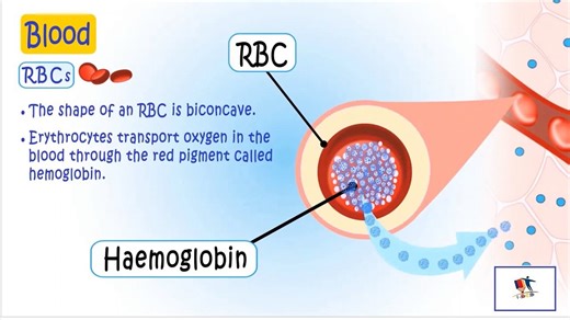 Blood, Its Composition And Functions