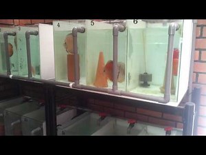 Discus breeding tanks update