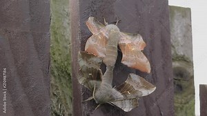 2 poplar hawk-moths, Laothoe populi, copulating on garden fence, scotland, june.