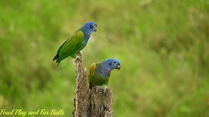 Enjoy this collection of clips of the most awesome birds around. We hope this short video brings a smile to your face. Thanks for watching! | Fowl Play and Fur Balls