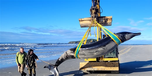 'World's rarest whale' washes up on New Zealand beach