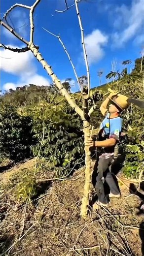 Dry Tree Branch Cutting: Skilled Work with Hand Tools