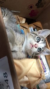 37 reactions · 6 comments | Estoy es Adopcion súper responsable Soy macho y tengo 2 meses Como pepitas y se usar el arenero Soy súper juguetón  0992883355 Lleva tu kit x $20.00 Incluye nutrapro de 2 kilos Arena gatuno de 10 libras Bandejas (3)para la arena , comida y agua 2 collares tejidos , Certificado de Adopcion Animal Gye y te regalamos una alcancia (para que ahorres para las necesidades del gatito | Adopción Animal Guayaquil - AG | Facebook