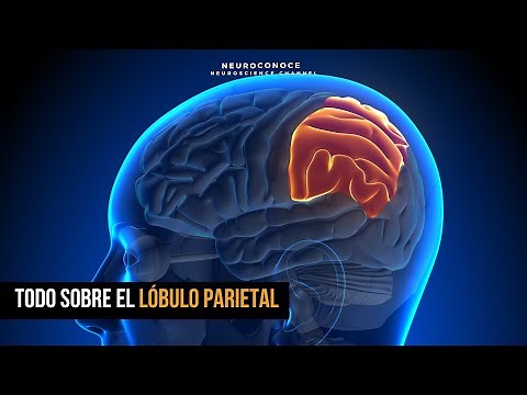 Lóbulo Parietal: Funciones, Integración Sensorial y Percepción del Cuerpo