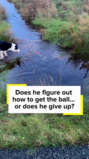 I did not help him here on purpose. Watching dogs work things out for themselves is where the real learning happens…. #dogtrainingtips #caninelearning #dogsoftiktok