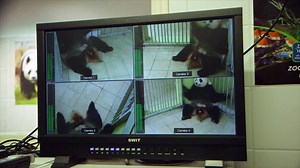 353K views · 10K reactions | Zone interdite sur les naissances extraordinaires d’animaux, c’est demain à 21h sur M6 ! Revivez avec nous la nuit du 4 août 2017, un moment émouvant et incroyable : la naissance de Mini Yuan Zi.  On en a encore des frissons d’émotions… Découvrez l’extrait en avant–première  | Zoo de Beauval | Facebook