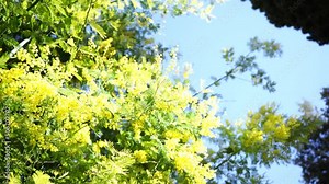 Acacia dealbata, aka silver wattle or mimosa, shaken by wind. It's an evergreen tree with globose bright yellow flowerheads. In some countries flowers are given to women on International Women's Day.