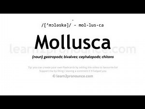 Pronunciation of Mollusca | Definition of Mollusca