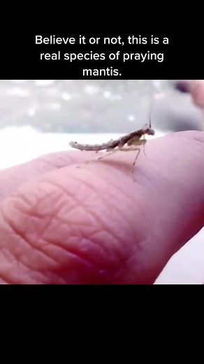 Bark mantis nymph #entomology #insect #nature #wildlife | bark mantis