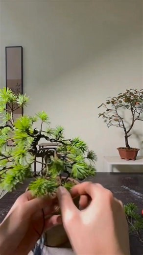 Shaping an informal upright bonsai style. #Informaluprightbonsaistyle #BonsaiTraining #BonsaiStyling #BonsaiArt #MiniatureTree #NatureVibes #ArtOfLife #InspirationDaily | Gunawan Nikita