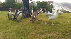 22K views · 256 reactions | How Penguins Prevent Seagulls From...