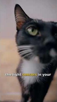 Some Humans See in Total Darkness (Here's Why Yours Can't)