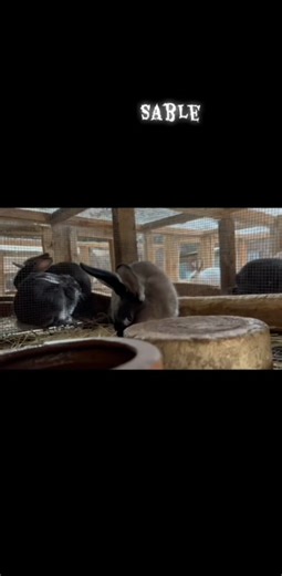 American sable bunnies #kitengelarabbitry #rabbitsoftiktok #rabbitfarmingkenya #rabbitsforfood #rabbitbreeder #rabbitnutrition #rabbitmeat #bunny #rabbitnutrition #rabbitfood #tiktoktz | Kitengela Rabbitry KE