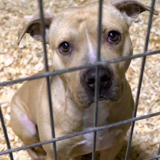 476 reactions · 218 shares | URGENT: Make these last hours count and help save the lives of animals in need. Your year-end gift can bring comfort to abused, abandoned and neglected animals. Make a lifesaving donation now. | ASPCA | Facebook