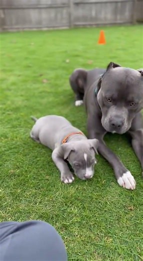 This Puppy Follows Mom PERFECTLY ✅🐶