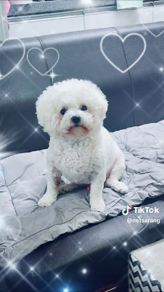 비숑프리제