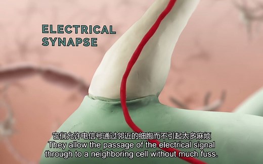 How a synapse works-突触的工作机制