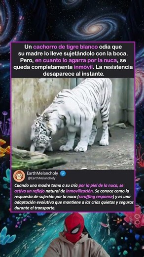 LA CRÍA SIMPLEMENTE SE RINDIÓ