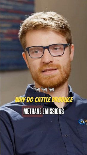Why Do Cattle Produce Methane? 🐄