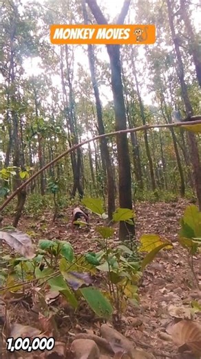 monkey moves 🐒 #ytshorts #monkey #moves #warriors