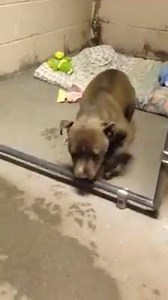 33K views · 647 reactions | Every day in the world of rescue we see...