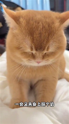 Cute Kitten Joy Unleashed: 10 Signs of a Happy Purr