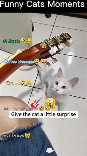 I Ranked Funniest Cats moments 😹#cat #sound #cats