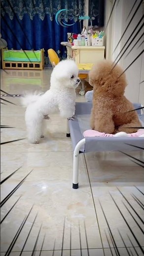 Funny Moments of Two Poodle Dogs – Playful Poodle Puppies
