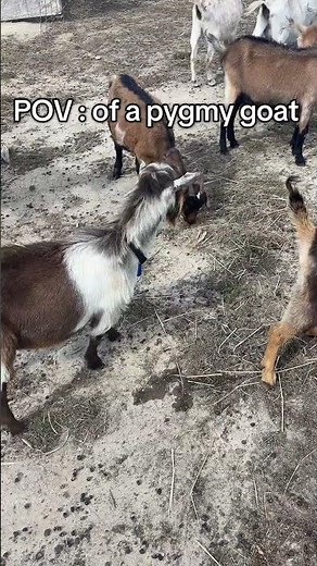 Life as a Pygmy Goat: Exploring the World from My Hooves #PygmyGoat #AnimalPOV