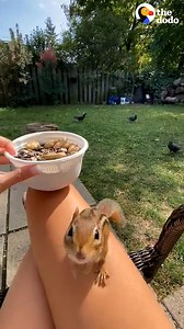Chipmunk Gets Jealous When This Woman Talks To Other Chipmunks