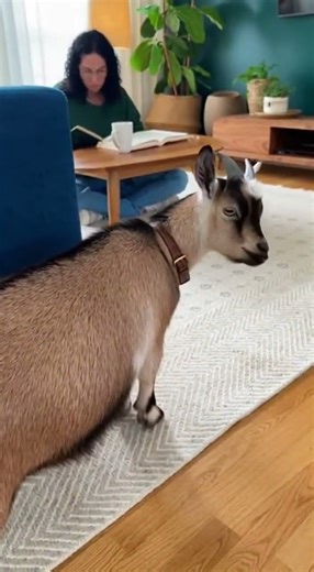 This Goat Deserves an Oscar! 🎭🐐