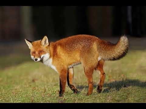 What does a fox sound like? | Real fox sound