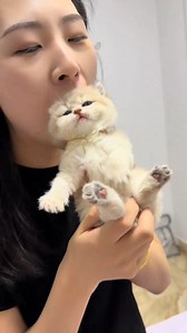 85K views · 1.6K reactions | Happiness is a kitten’s kiss on my cheek #kitten #catlover #cute #cat #pet #animals | Panda Cat | Facebook