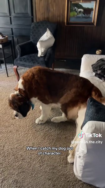 Saint Bernard Dog Acting Out of Character