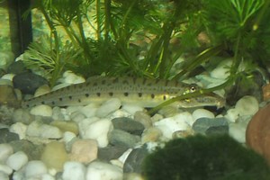 Horseface Loach: Care, Food, Tank Mates, Lifespan & More - Fish Laboratory
