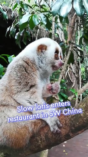 15K views · 100 reactions | A slow loris, a national first-class protected animal, was recently found in a restaurant in southwest China's Yunnan Province. The animal was then handed over to wildlife authorities and released into the wild. #China #animal | China Xinhua News | Facebook