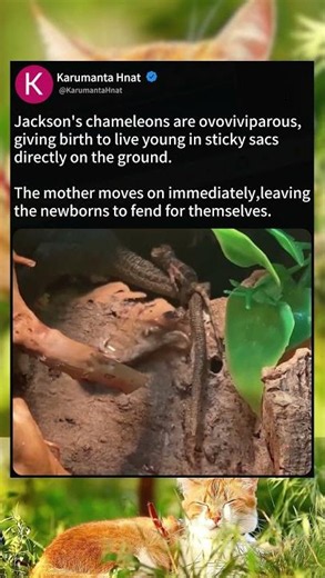 Jackson’s Chameleon:Birth on a Sun-Warmed Branch #reptilefacts #wildlifedocumentary #chameleonfacts