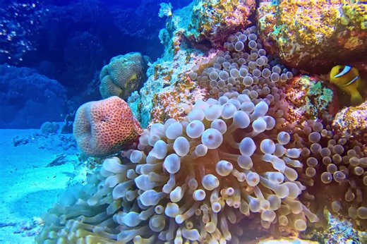 How to Protect Our Oceans and Life Below Water | What Can You Do (Earth) CIC posted on the topic | LinkedIn