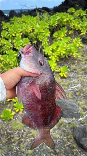 Hana fishing compilation #fishing #fish #hawaii #maui #shorefishing ##hawaiifishing #fypシ #fyp