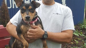 First Harvey dog up for adoption at South Jersey shelter