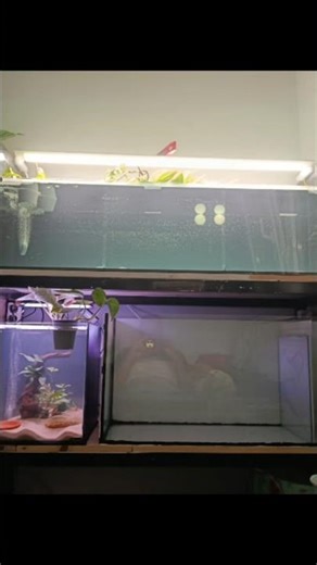 Progressing slowly - Discus breeding project.