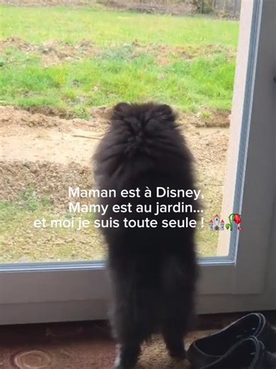 Mes humains sont avec Mickey et moi je surveille Mamy à travers la vitre 😅🐾 #chiot #fyp #pomeranian #spitz #spitznain #dogsoftiktok