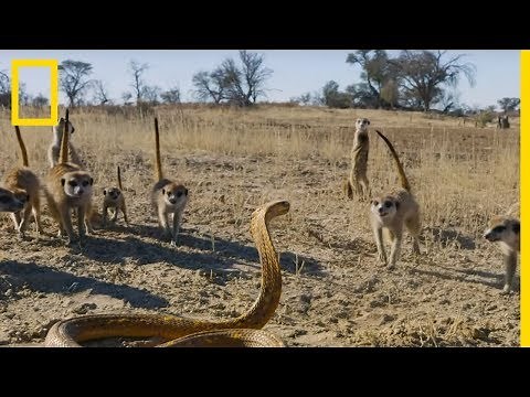 L'affrontement entre un bébé suricate et un cobra du Cap déclenche un assaut