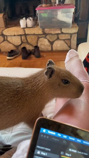 Socializing a capybara consists of lots of positive and calm interaction! #animals #animaltraining #animalsofinstagram #capybara #capybaras #babyanimals #cute #cuteanimals | Dark Wings Wildlife & Education