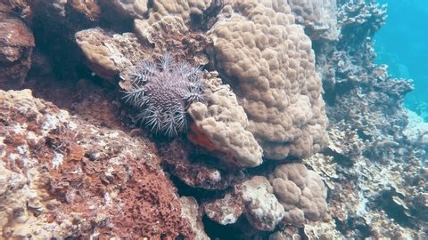 clip-4034161735-venomous-crown-thorns-starfish-moves-slowly-across
