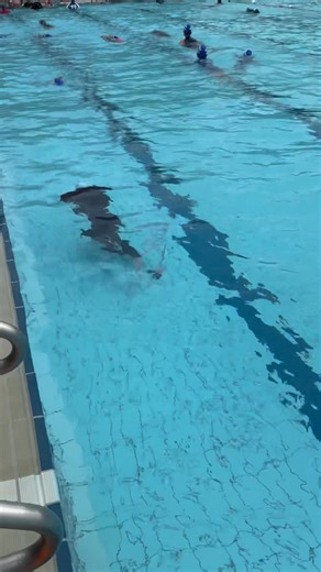 Gohswimming on Reels