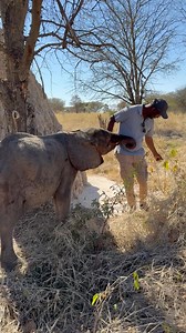 (10/13) While Rosie’s first walks around the sanctuary were exciting adventures, some of her most magical moments weren’t about distance or exploration—they were the quiet, almost imperceptible ones. Sitting next to a termite mound, Rosie would pause, trunk gently reaching for an apple Bee offered, ears flicking as she listened to the soft rustle of the grass around them. In those moments, trust deepened. Rosie realized that this new world wasn’t just safe—it was hers to explore at her own pace.