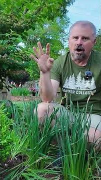 Looking for a tall & narrow Boxwood? Heritage is your hero! 🦸🏻