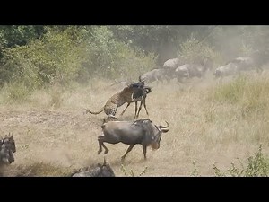 Leopard ambushes a wildebeest about to migrate