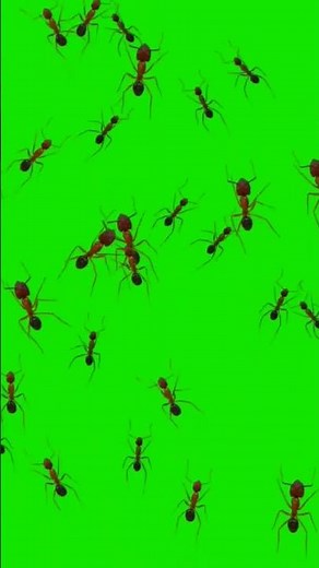 Ant's On Green Screen VFX
